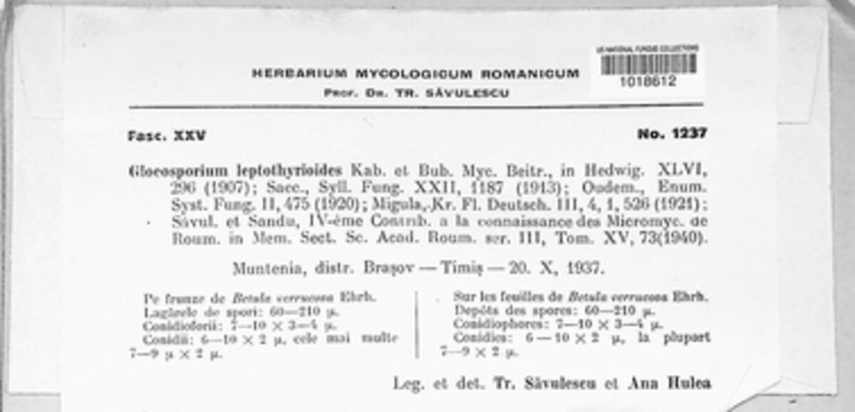 Gloeosporium leptothyrioides image
